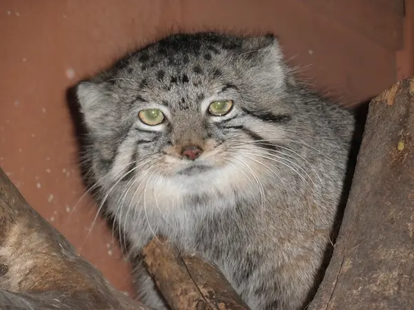 A photograph of Tabby in Saitama Children's Zoo