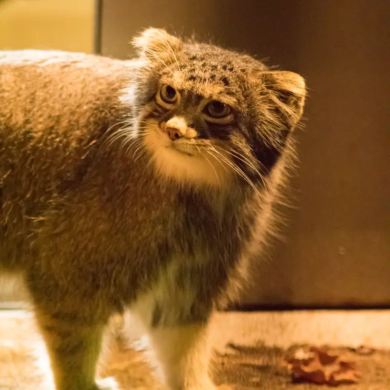 A photograph of Figa in Nogeyama Zoo
