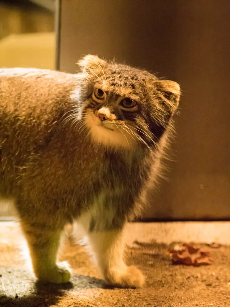 A photograph of Figa in Nogeyama Zoo