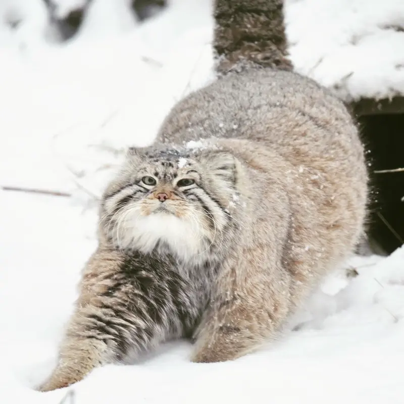 A photograph of Zelenogorsk in Novosibirsk Zoo