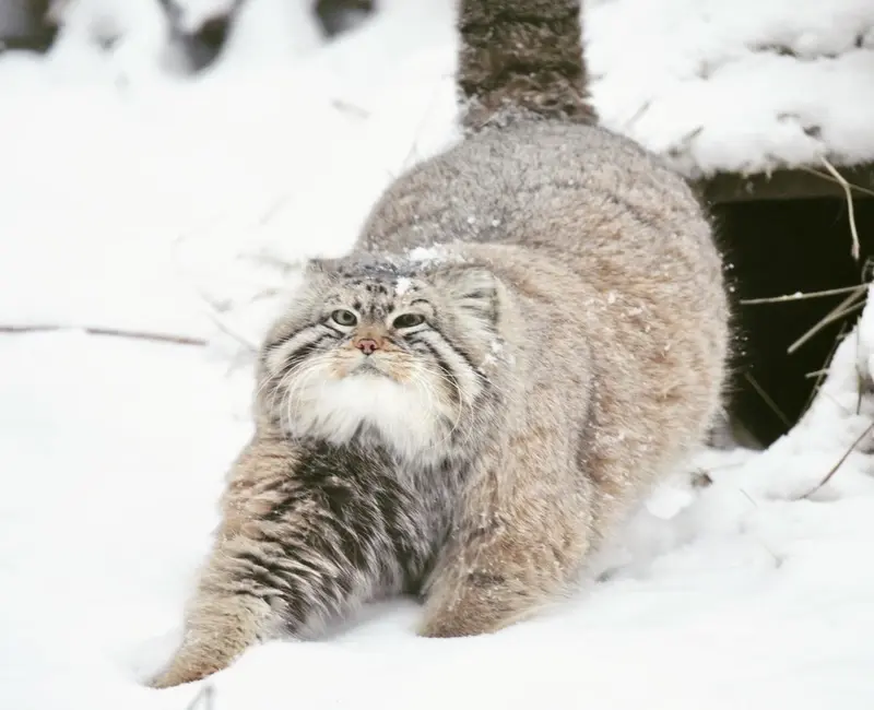 A photograph of a Pallas's cat in Novosibirsk Zoo