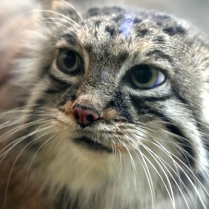 A photograph of Az in Kobe Animal Kingdom