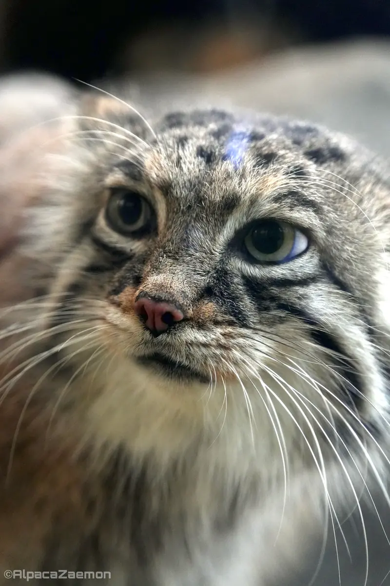 A photograph of Az in Kobe Animal Kingdom