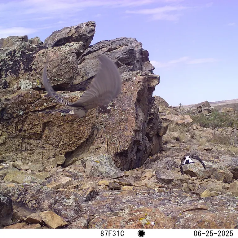 A photograph of a Pallas's cat from Karashoky [new] camera trap