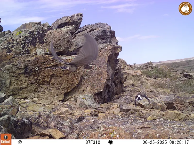 A photograph of a Pallas's cat from Karashoky [new] camera trap