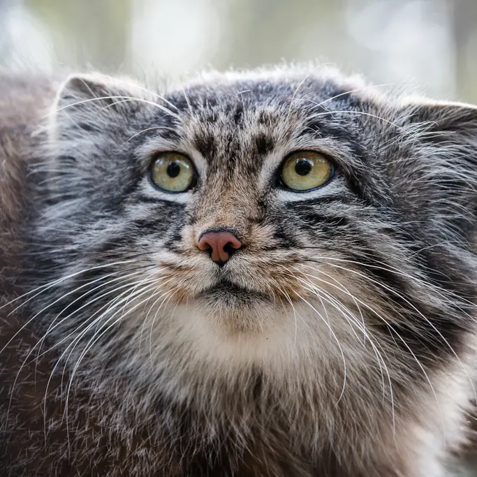 A photograph of Grey in Novosibirsk Zoo