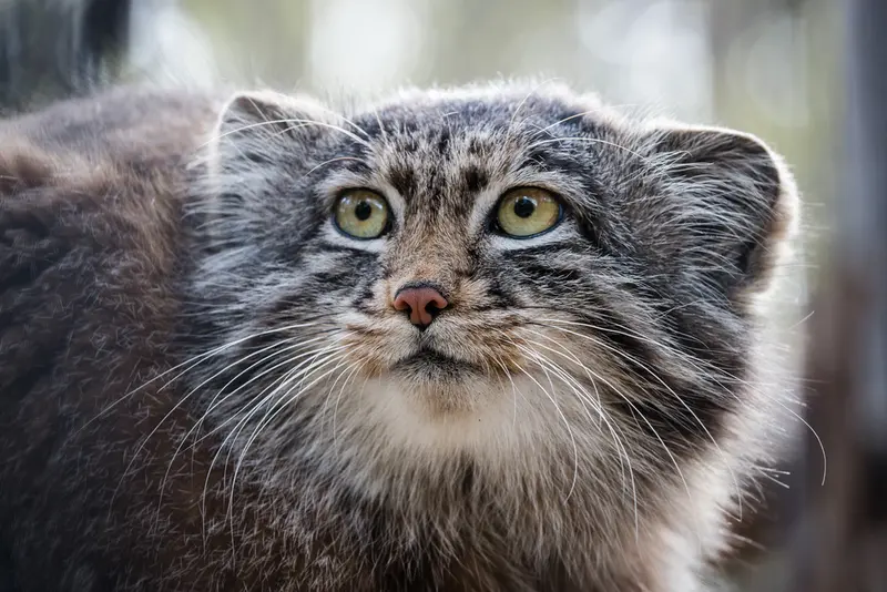 A photograph of Grey in Novosibirsk Zoo