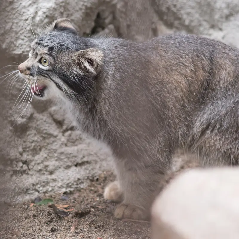A photograph of Figa in Nogeyama Zoo