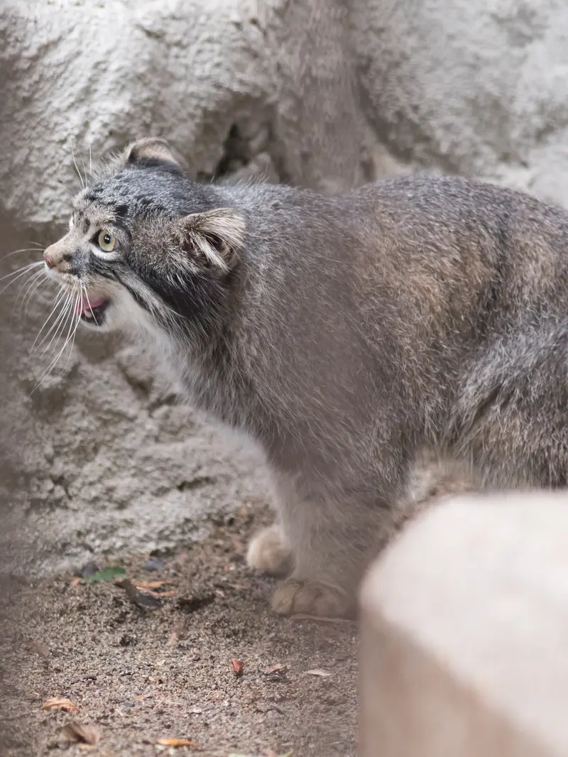 A photograph of Figa in Nogeyama Zoo