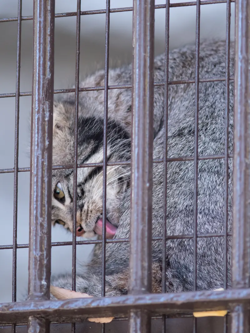A photograph of Figa in Nogeyama Zoo