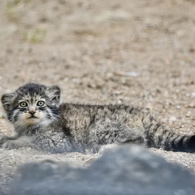 A photograph of a Pallas's cat in Port Lympne Wild Animal Park