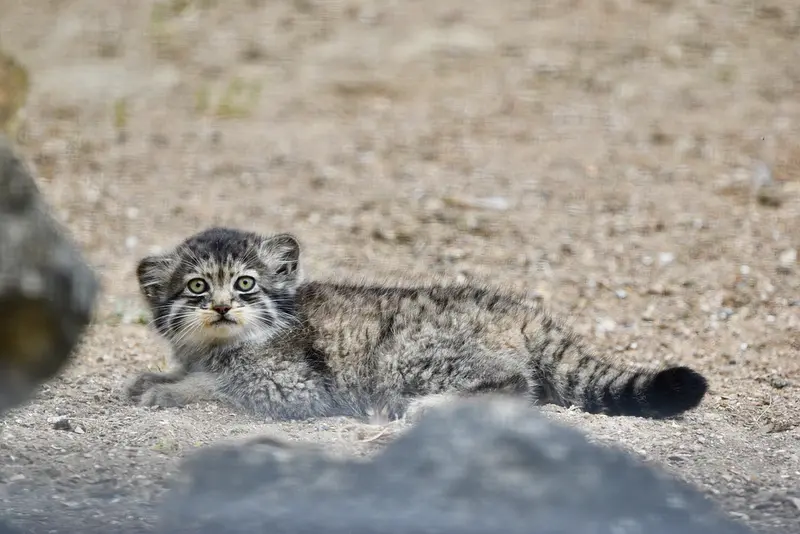 A photograph of a Pallas's cat in Port Lympne Wild Animal Park