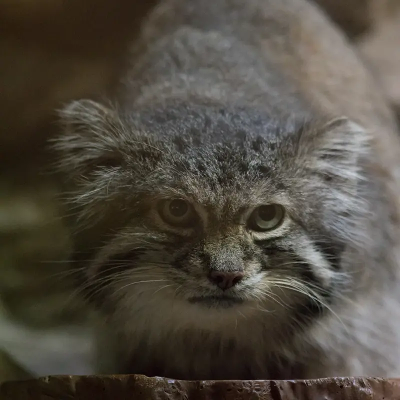 A photograph of Klyon in Ueno Zoological Gardens
