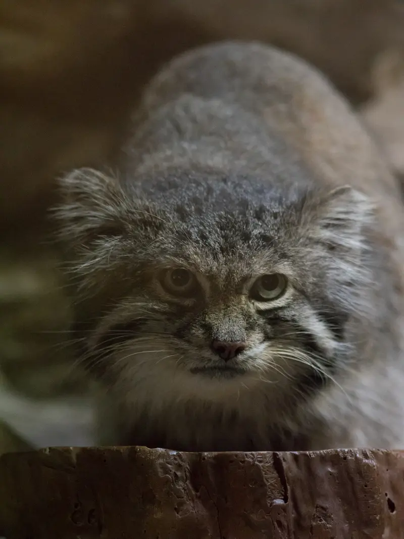 A photograph of Klyon in Ueno Zoological Gardens