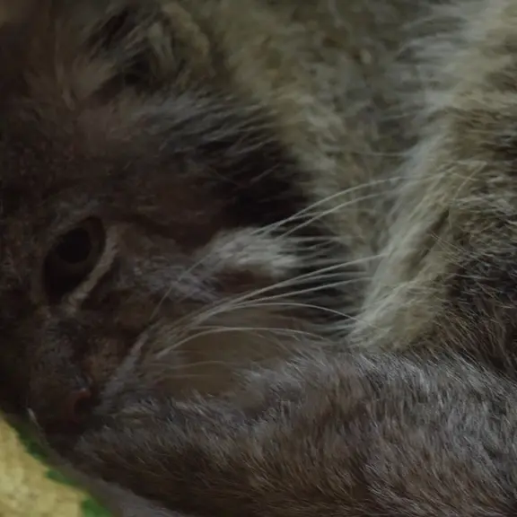 A photograph of a Pallas's cat in Ueno Zoological Gardens