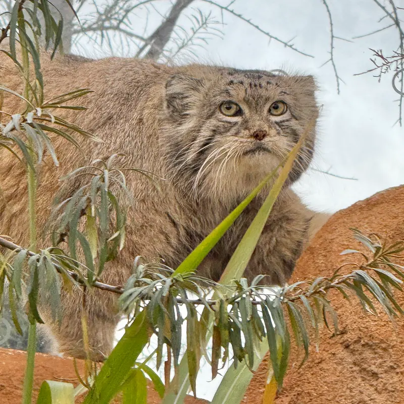 A photograph of Spay in Prague Zoo