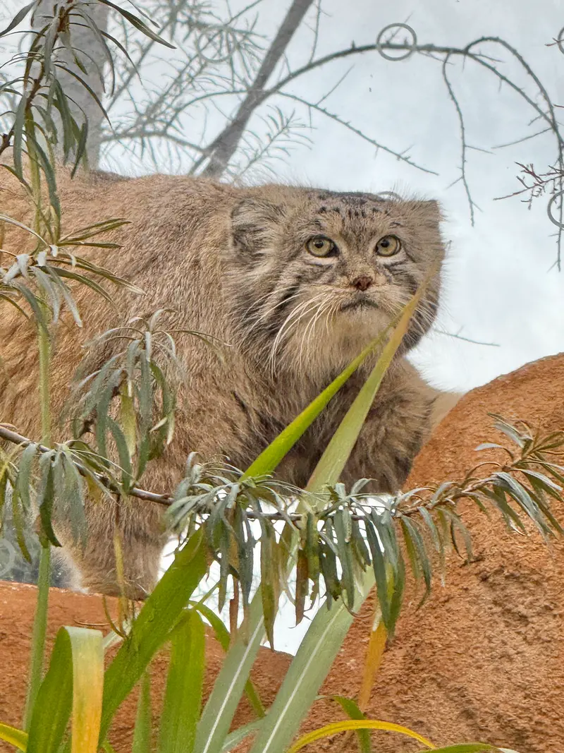 A photograph of Spay in Prague Zoo