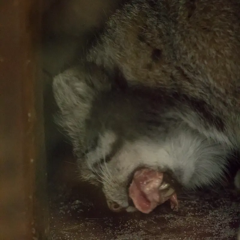 A photograph of Klyon in Ueno Zoological Gardens