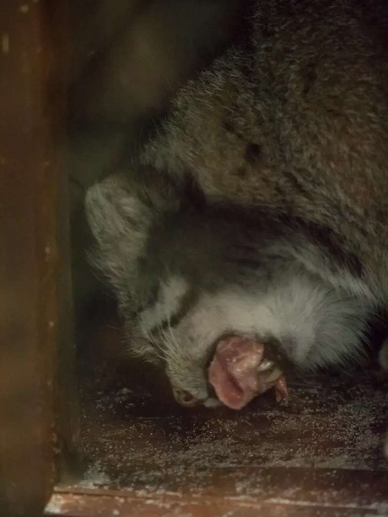 A photograph of Klyon in Ueno Zoological Gardens