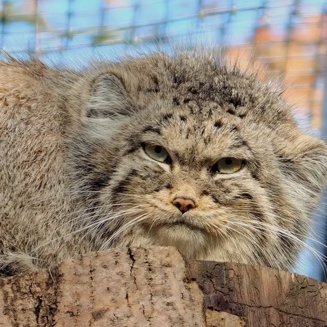 A photograph of Ula in Gdansk Zoo