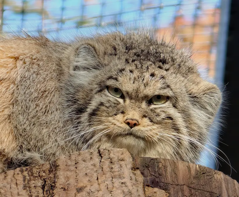 A photograph of Ula in Gdansk Zoo