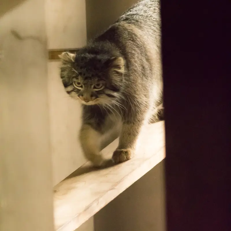 A photograph of Figa in Nogeyama Zoo