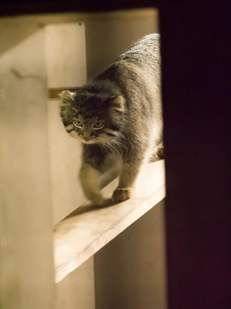 A photograph of Figa in Nogeyama Zoo