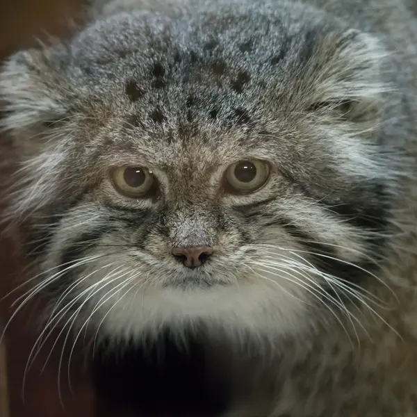 A photograph of Klyon in Ueno Zoological Gardens