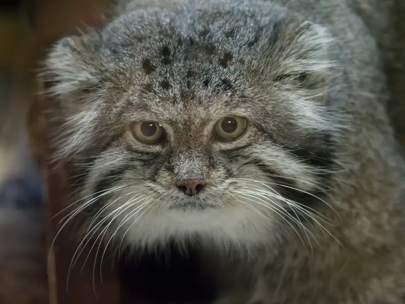 A photograph of Klyon in Ueno Zoological Gardens