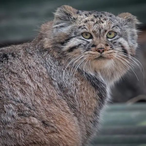 A photograph of Khvostik in Jihlava Zoo
