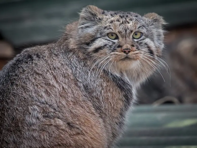 A photograph of Khvostik in Jihlava Zoo