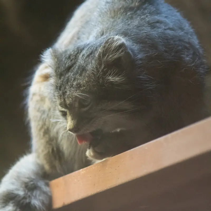 A photograph of Klyon in Ueno Zoological Gardens