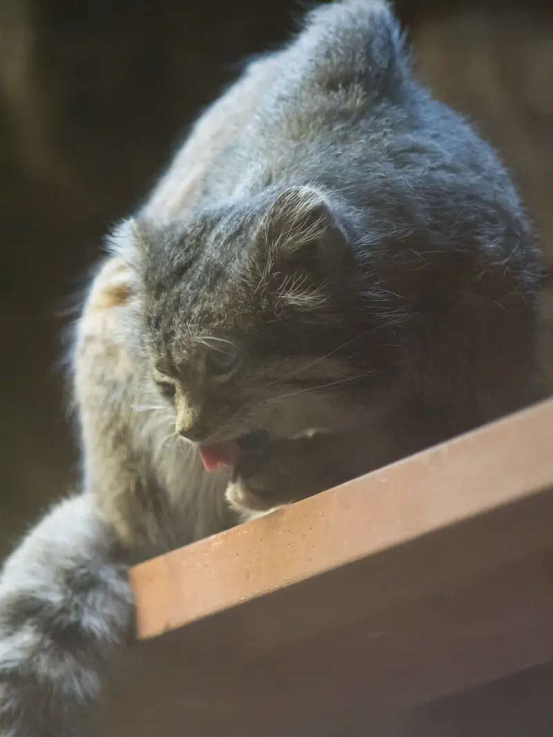 A photograph of Klyon in Ueno Zoological Gardens