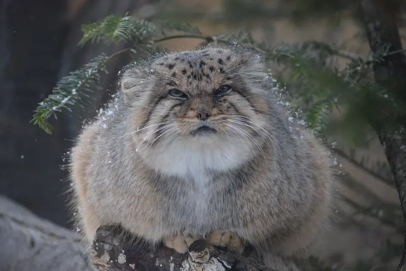 A photograph of a Pallas's cat