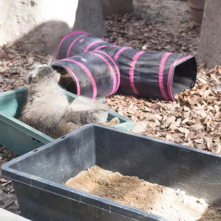 A photograph of Oto in Saitama Children's Zoo