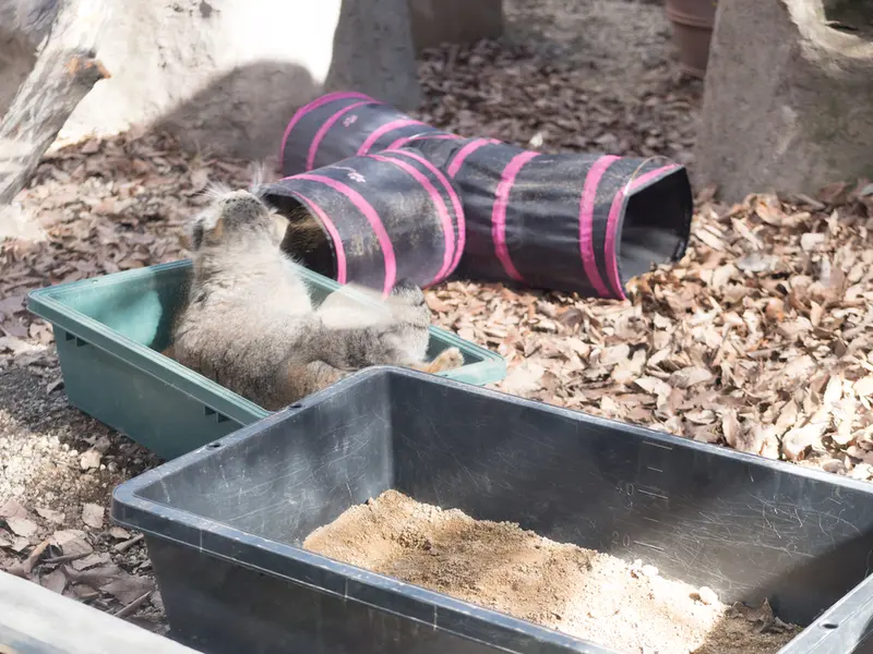 A photograph of Oto in Saitama Children's Zoo