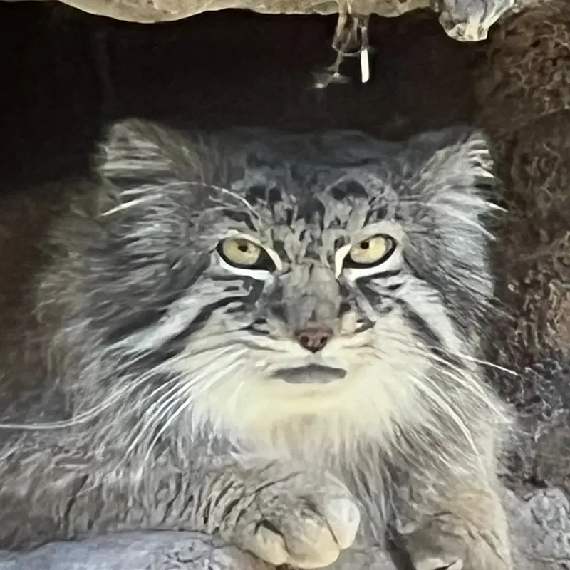 Phyllaris the Pallas's cat from Utah's Hogle Zoo