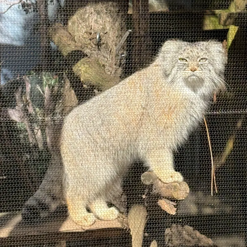 A photograph of Pazi in Potter Park Zoo