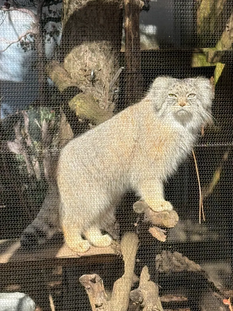 A photograph of Pazi in Potter Park Zoo