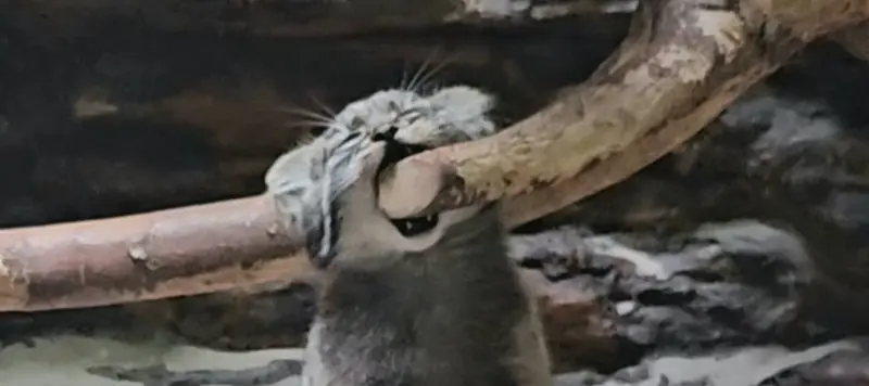 Hobbies of the Manuls