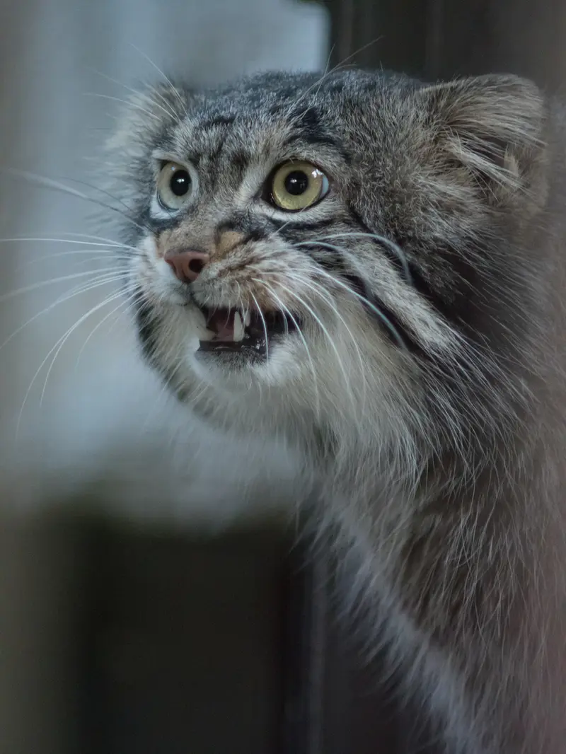 A photograph of Figa in Nogeyama Zoo