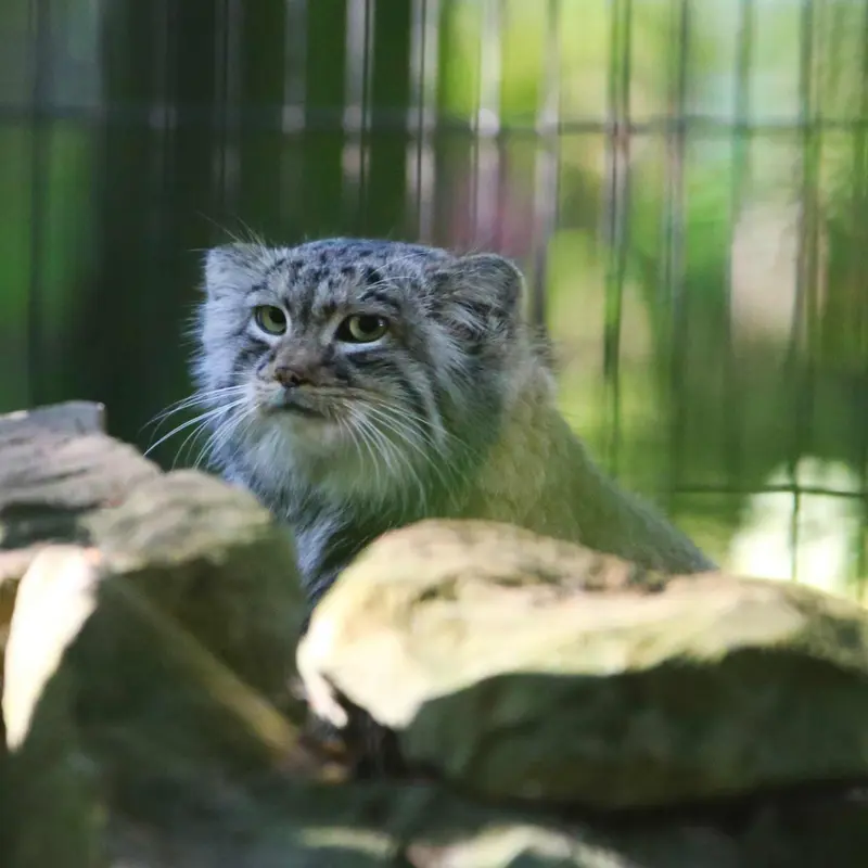 A photograph of Tsas in Kraków Zoo
