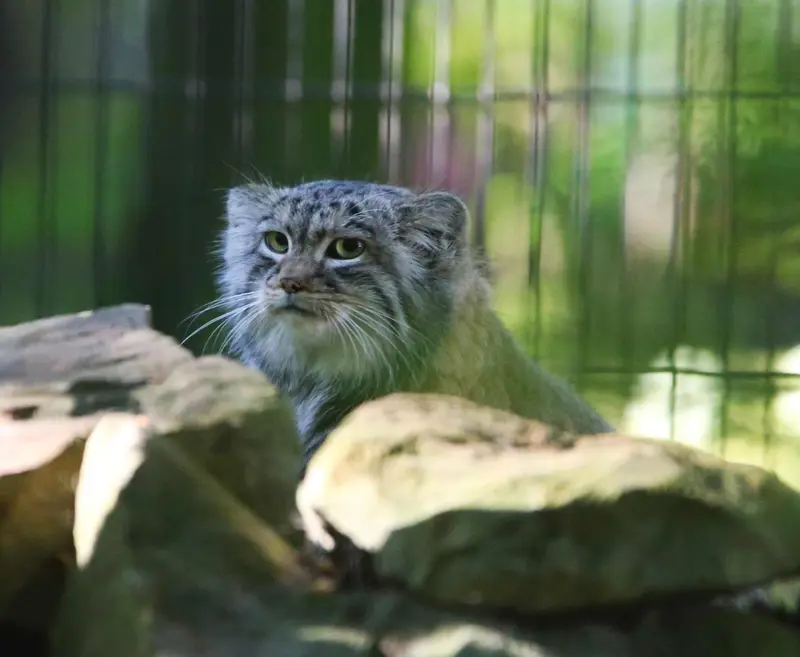A photograph of Tsas in Kraków Zoo