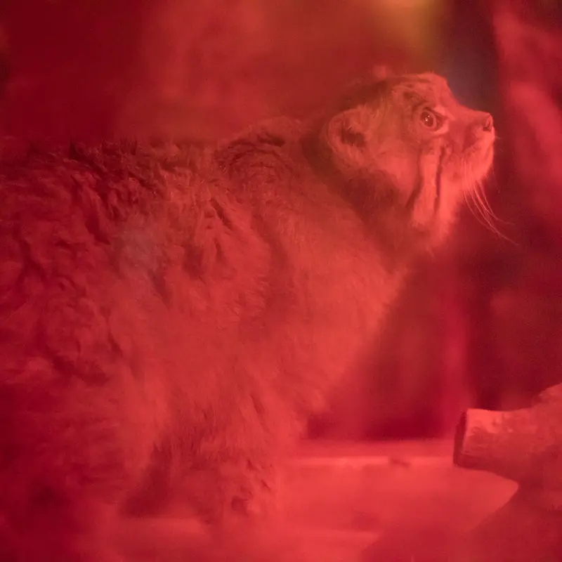 A photograph of Naim in Ueno Zoological Gardens