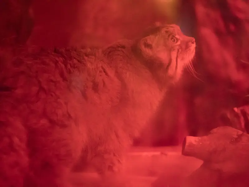 A photograph of Naim in Ueno Zoological Gardens