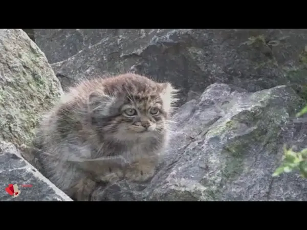 A video of Daughter of Charu b. 2025 and Charu in Tierpark Berlin
