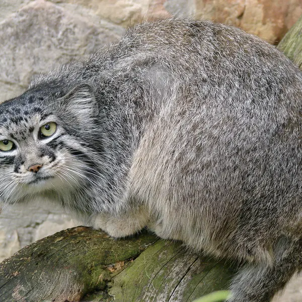 A photograph of Hurst in Riga Zoo
