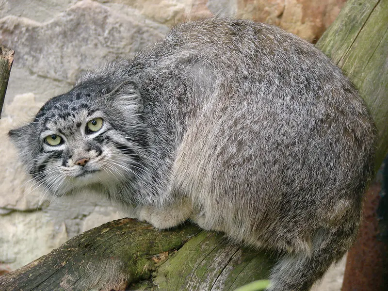 A photograph of Hurst in Riga Zoo