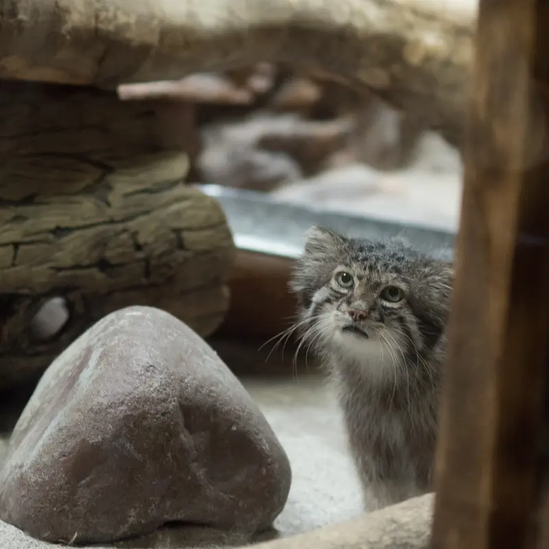 A photograph of Klyon in Ueno Zoological Gardens