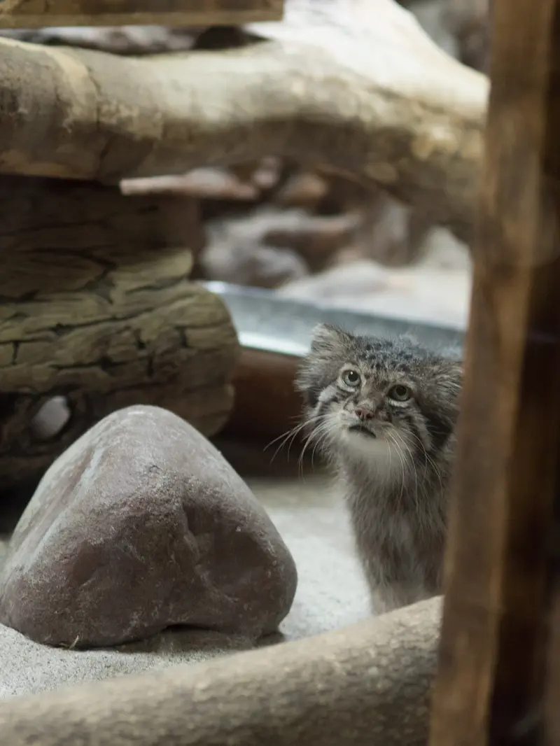 A photograph of Klyon in Ueno Zoological Gardens